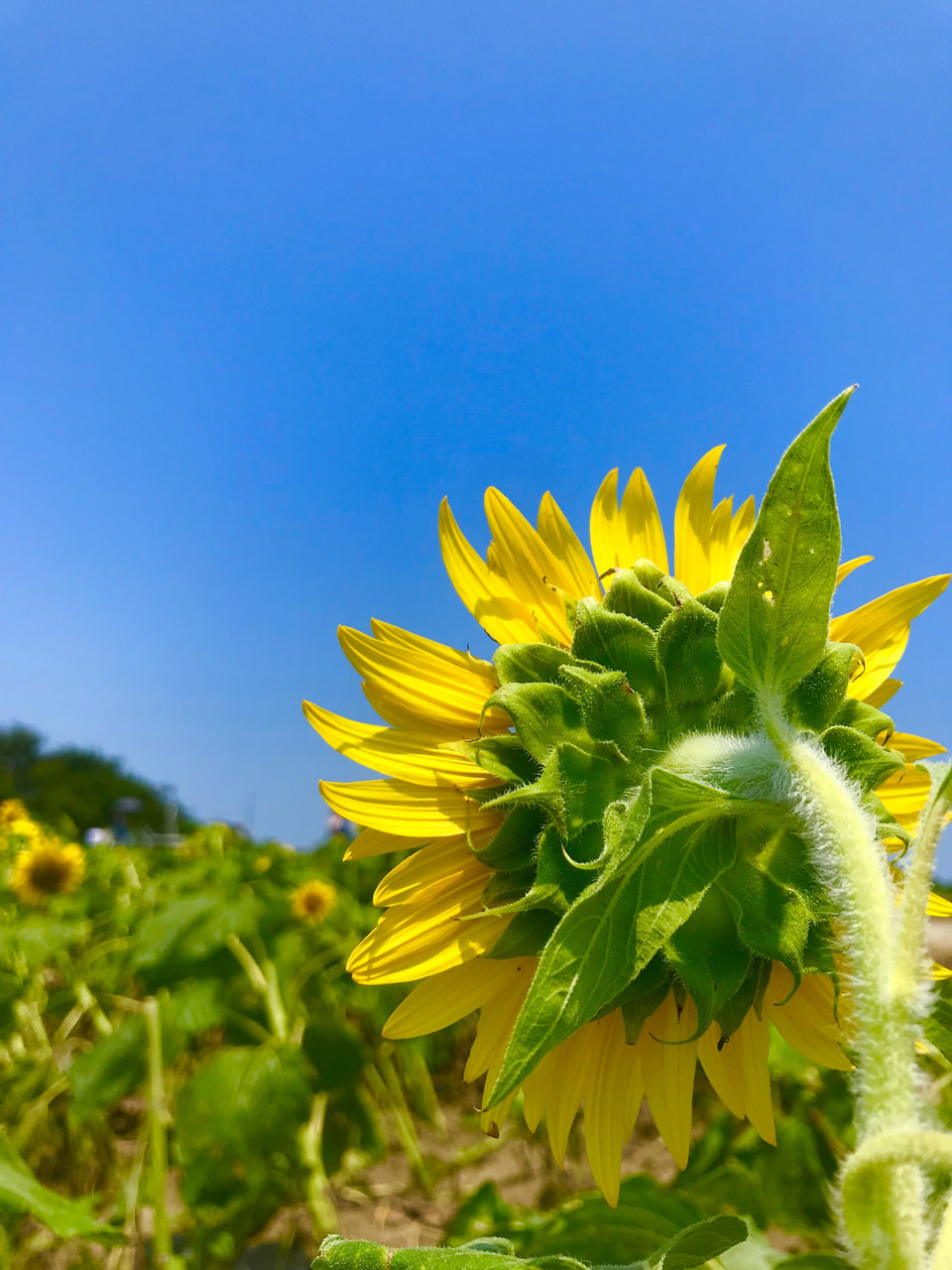 夏季休業のお知らせ